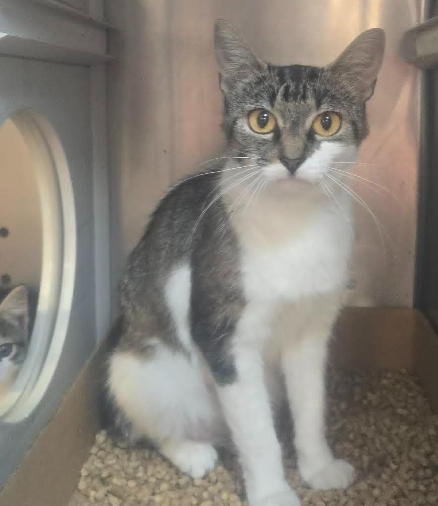 Enlarge Bobbi, an adopted Domestic Short Hair in Orange, VA image 1/1
