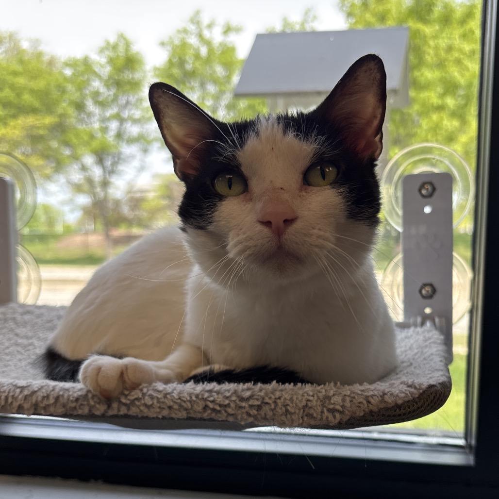 Lyra, Adoptable, Adult Female Domestic Short Hair.