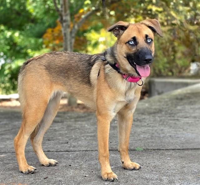 IRIS, Adoptable, Young Female German Shepherd Dog & Mixed Breed.