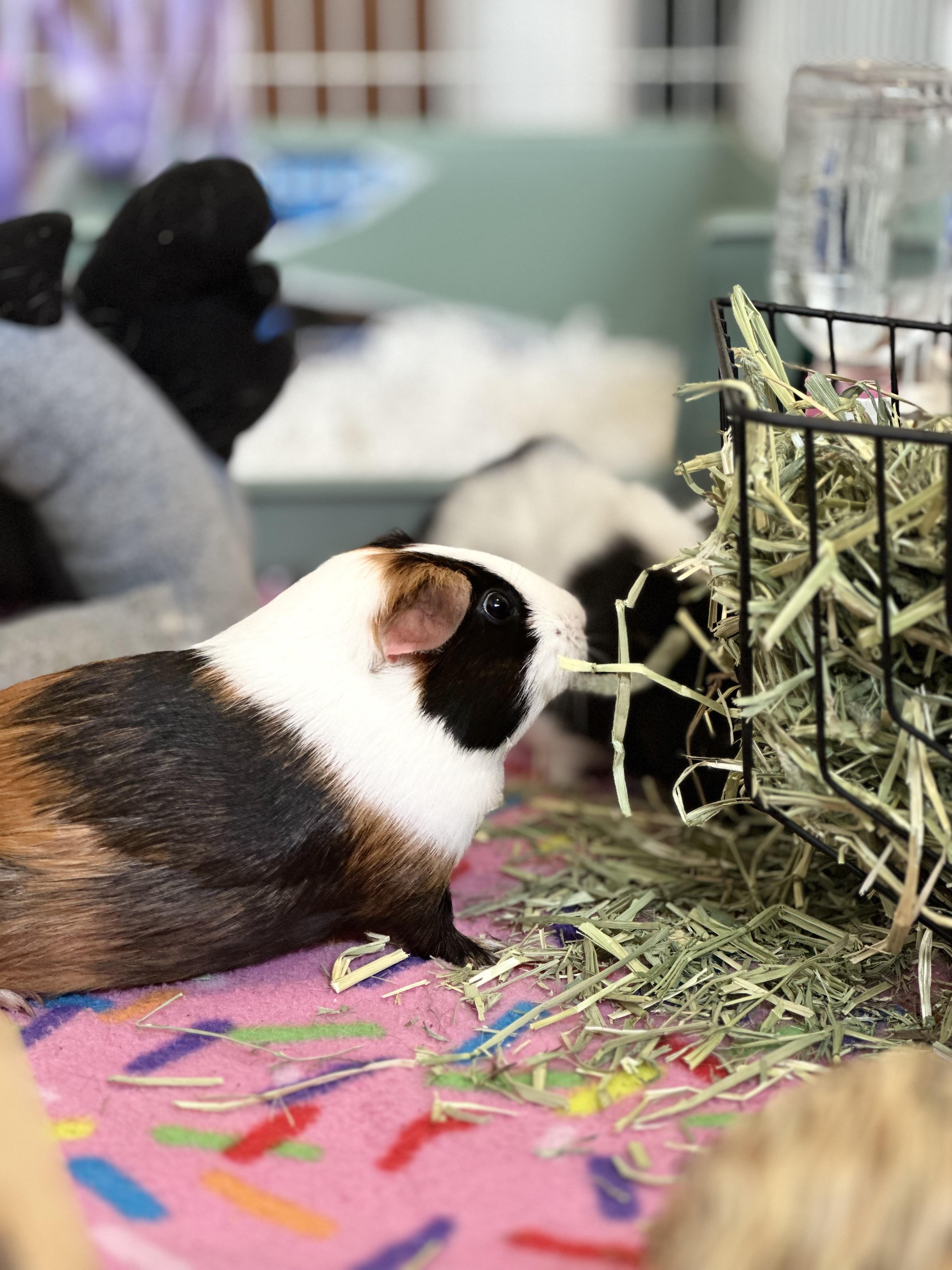 Enlarge Abu & Jasmine, a Adoptable Short-Haired in Fort Collins, CO image 2/4