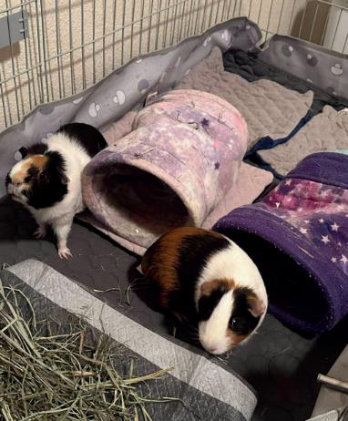 Abu & Jasmine, Adoptable, Adult Female Short-Haired.