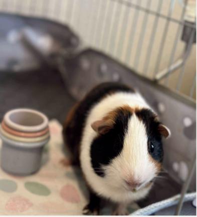 Enlarge Abu & Jasmine, a Adoptable Short-Haired in Fort Collins, CO image 3/4