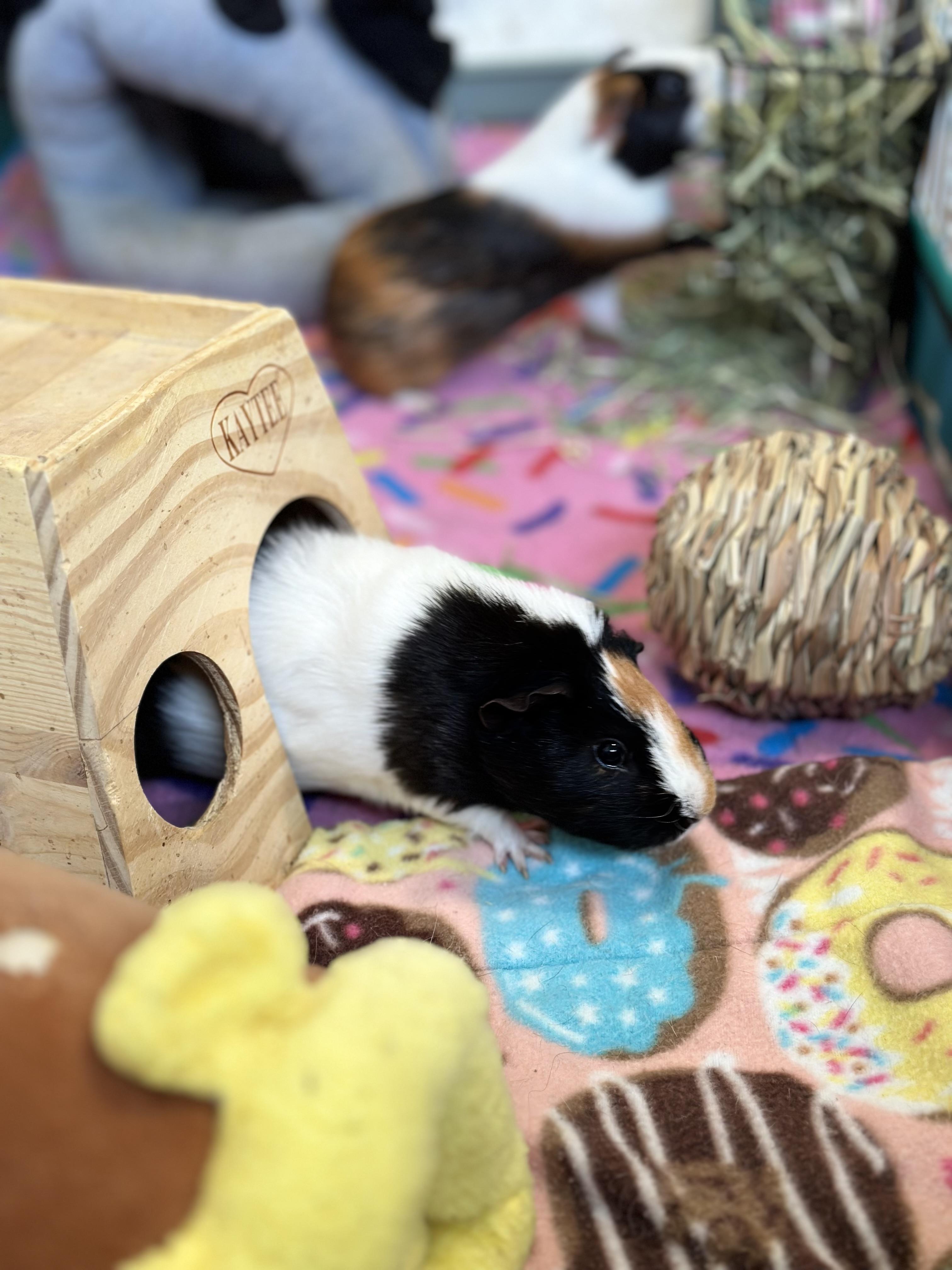 Enlarge Abu & Jasmine, a Adoptable Short-Haired in Fort Collins, CO image 4/4
