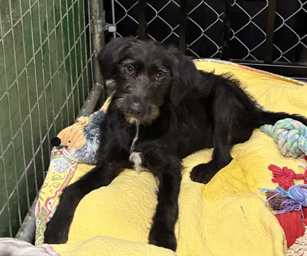 Enlarge Corbetrent / Storm, a Adoptable mixed breed in Broomfield, CO image 1/2