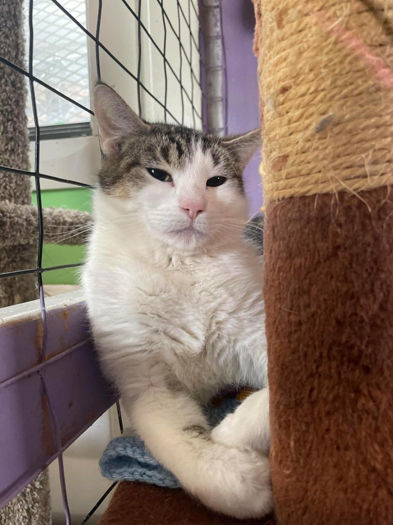 Enlarge Moopie, a Adoptable mixed breed in Ogden, UT image 1/2