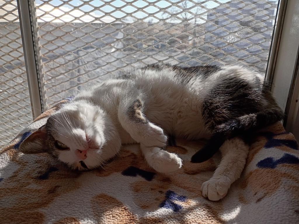 Enlarge Moopie, a Adoptable mixed breed in Ogden, UT image 2/3