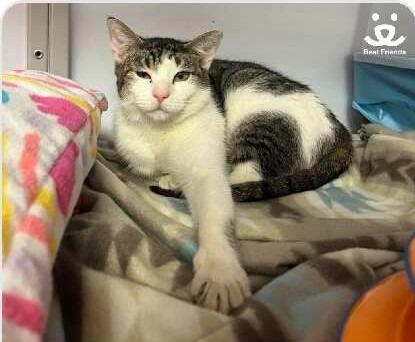 Enlarge Moopie, a Adoptable mixed breed in Ogden, UT image 3/3