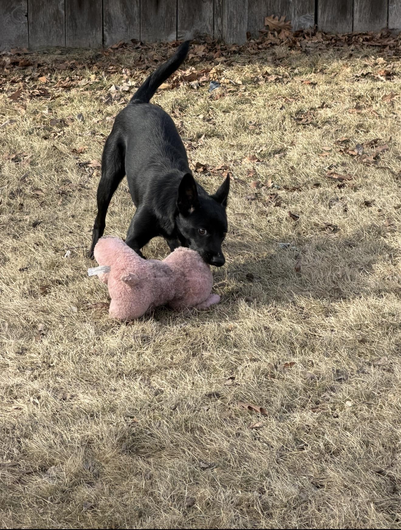 Enlarge Phoenix, an adopted mixed breed in Sioux Falls, SD image 2/6