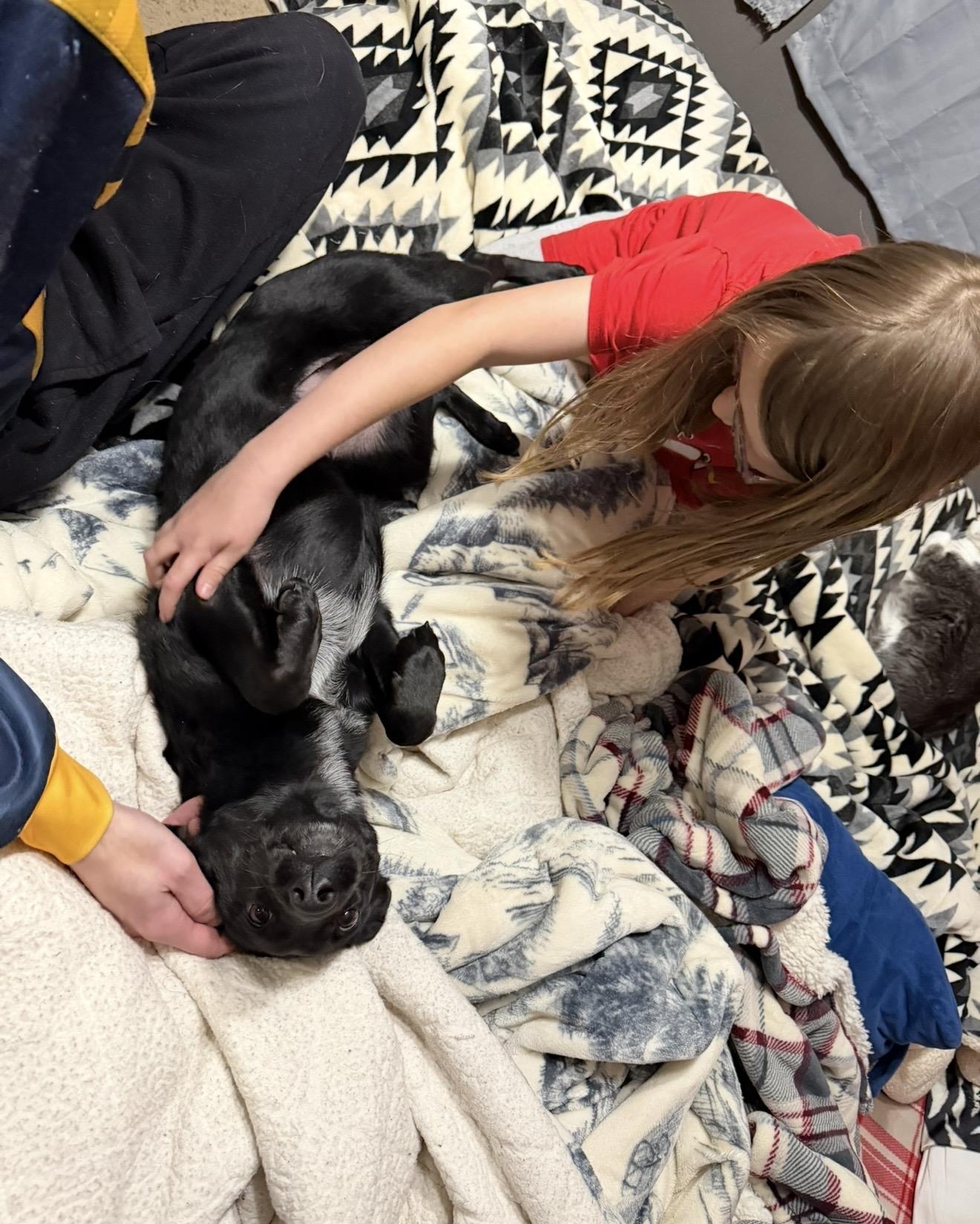 Enlarge Phoenix, an adopted mixed breed in Sioux Falls, SD image 5/6