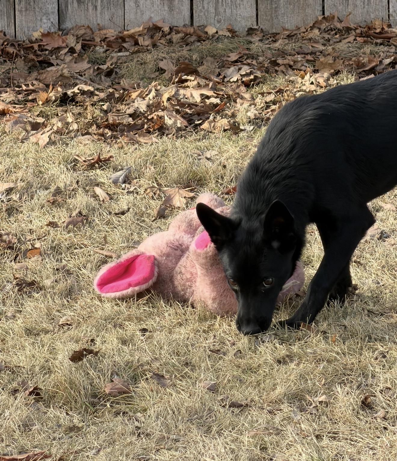 Enlarge Phoenix, an adopted mixed breed in Sioux Falls, SD image 4/6