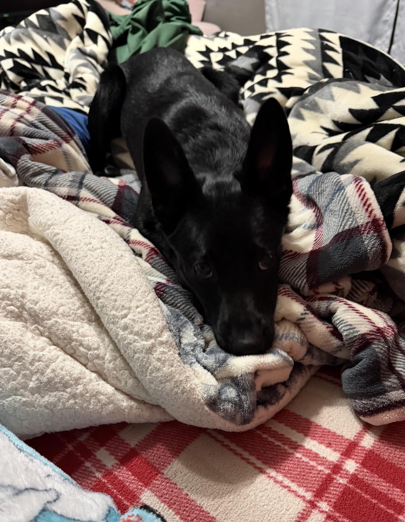 Enlarge Phoenix, an adopted mixed breed in Sioux Falls, SD image 3/6