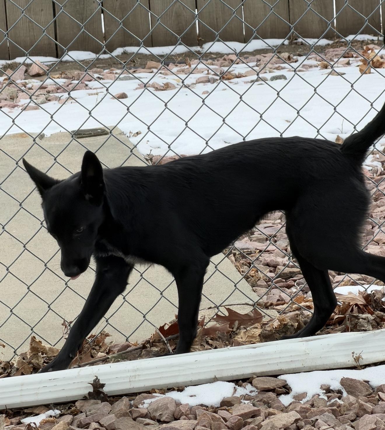 Enlarge Phoenix, an adopted mixed breed in Sioux Falls, SD image 1/6