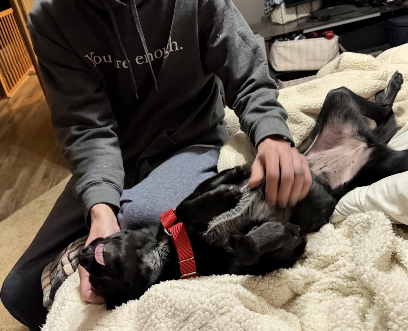 Enlarge Phoenix, an adopted mixed breed in Sioux Falls, SD image 6/6