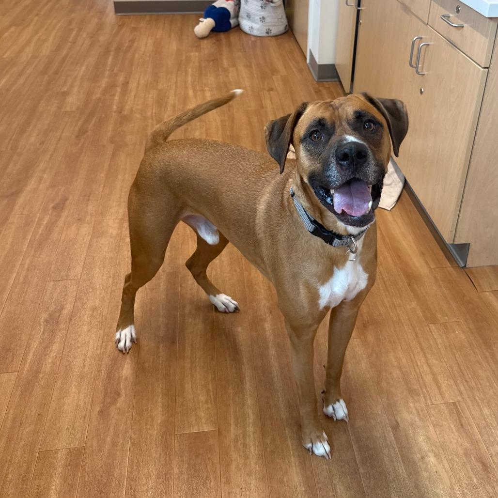 Wyatt, Adoptable, Adult Male Boxer.