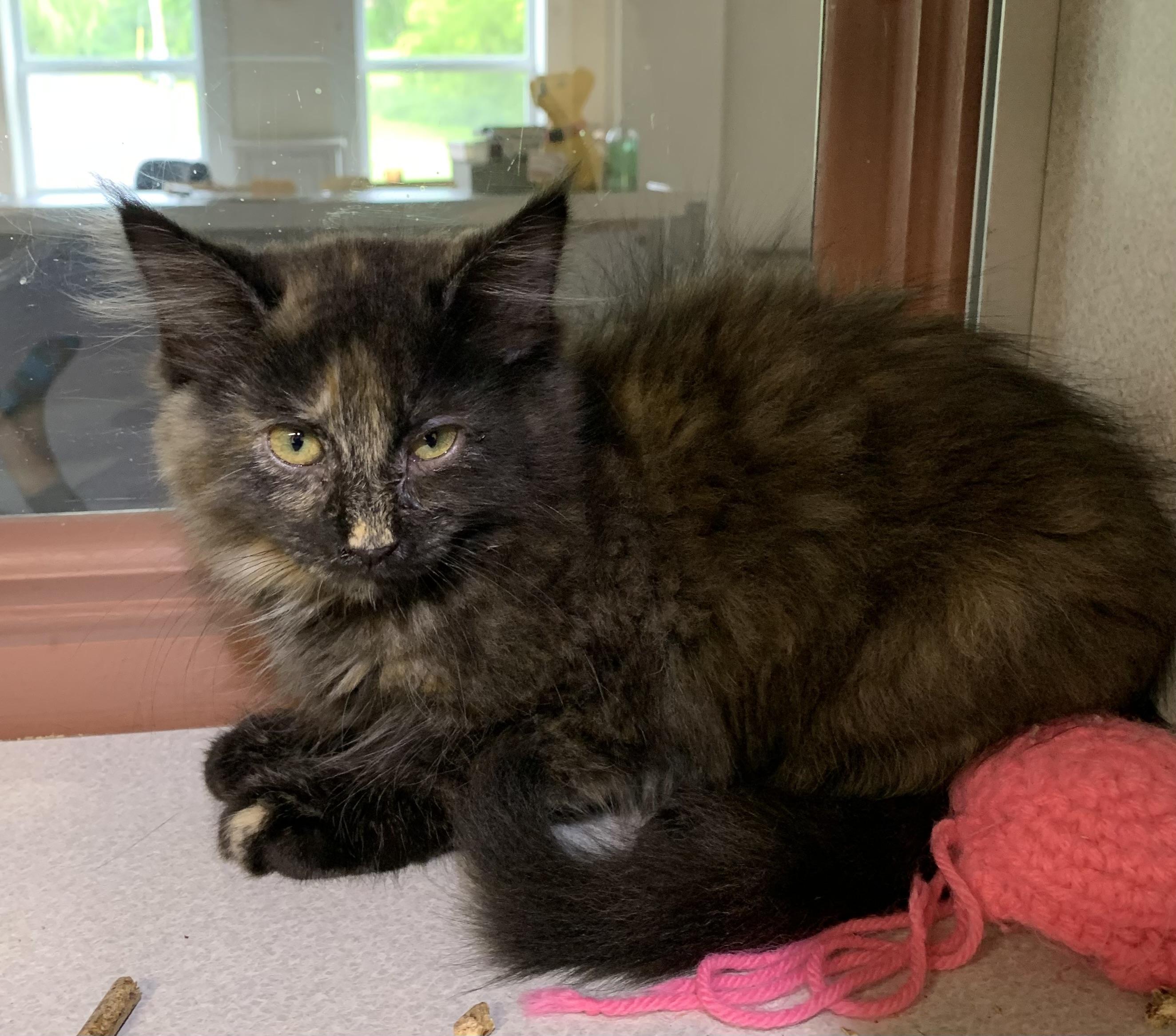 Enlarge Suzie, a ADOPTABLE mixed breed in Massena, NY image 1/1