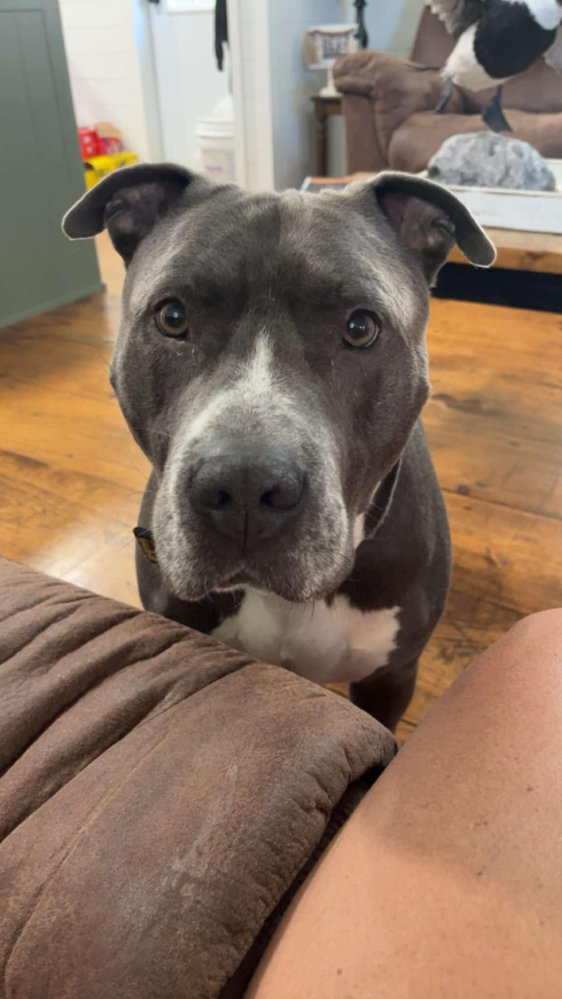 Kane, a Adoptable Pit Bull Terrier in Clarksville, TN image 3/6