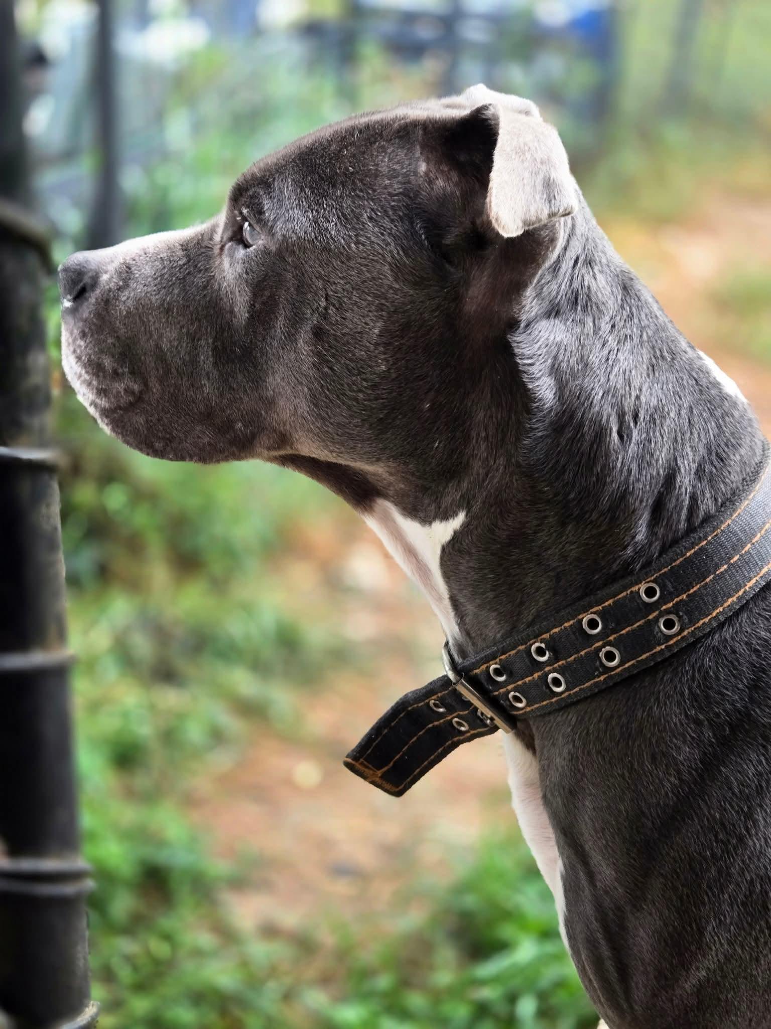 Kane, a Adoptable Pit Bull Terrier in Clarksville, TN image 1/6