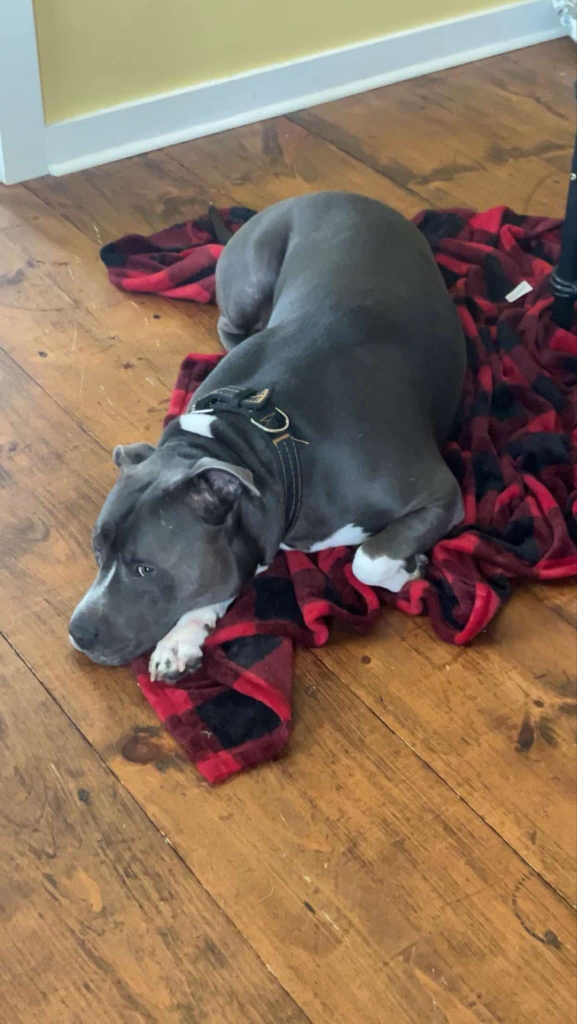 Kane, a Adoptable Pit Bull Terrier in Clarksville, TN image 5/6