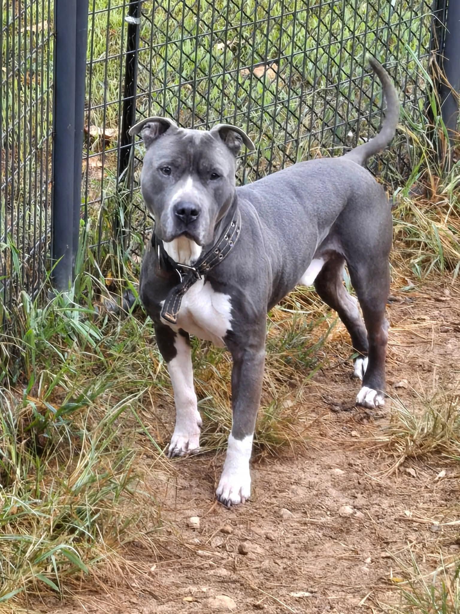 Kane, a Adoptable Pit Bull Terrier in Clarksville, TN image 2/6