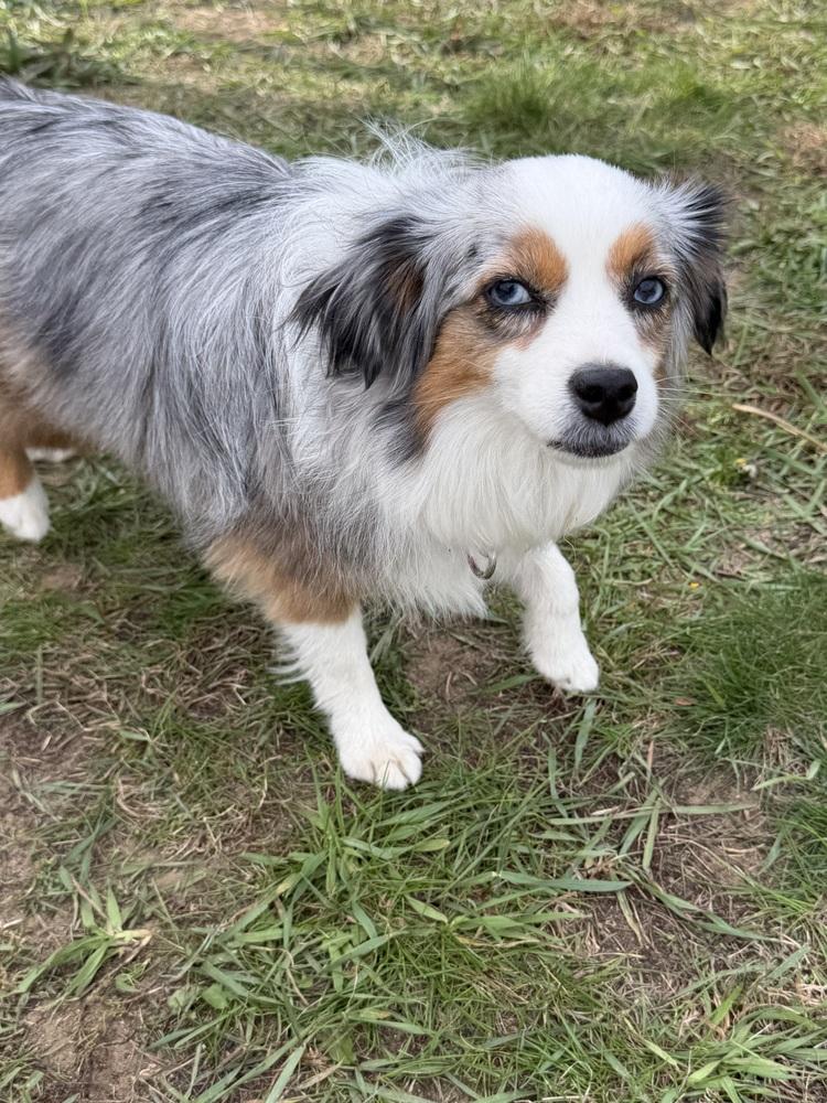 1228 Bunnee, Adoptable, Adult Female Australian Shepherd.