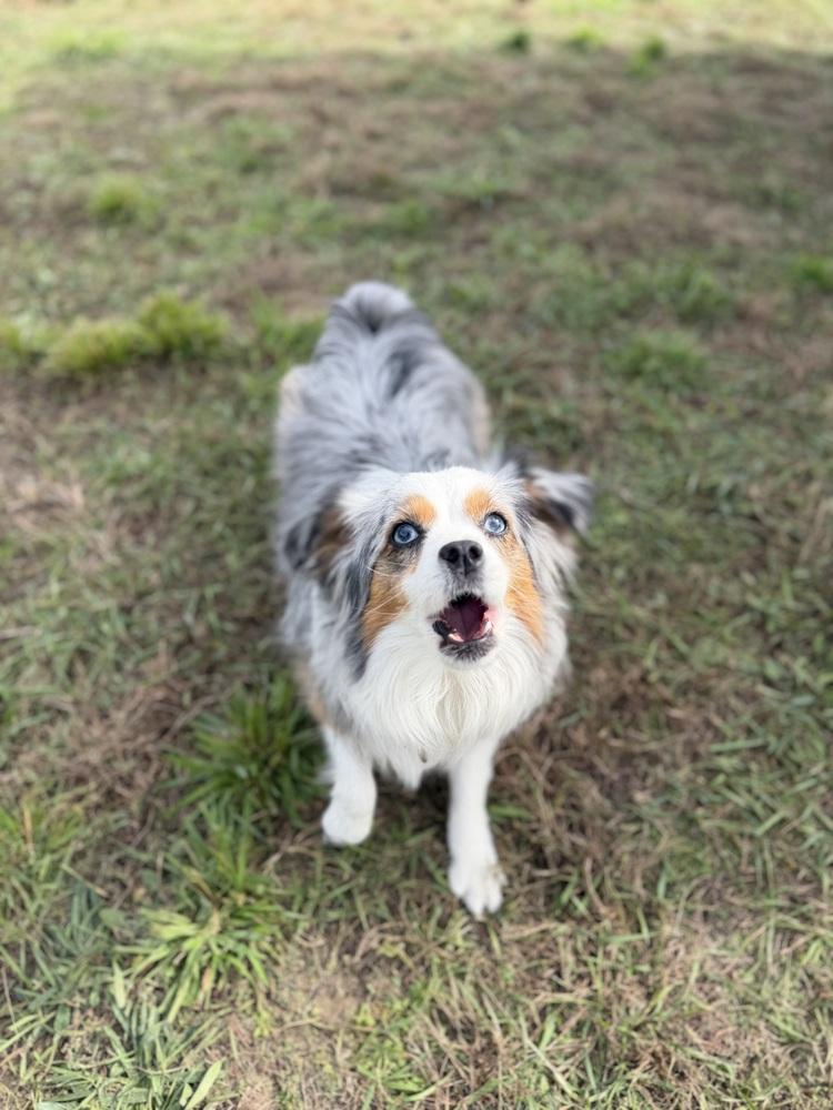 Enlarge 1228 Bunnee, a Adoptable Australian Shepherd in Ringwood, IL image 2/4