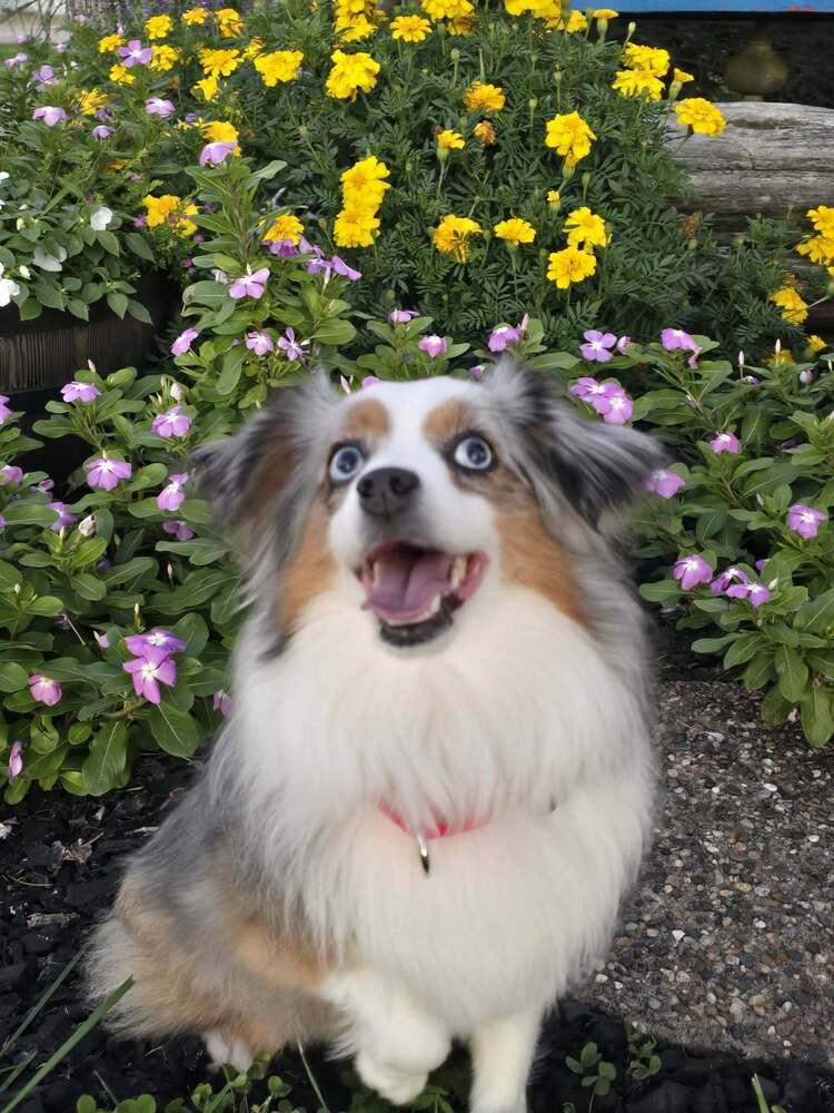 Enlarge 1228 Bunnee, a Adoptable Australian Shepherd in Ringwood, IL image 3/4
