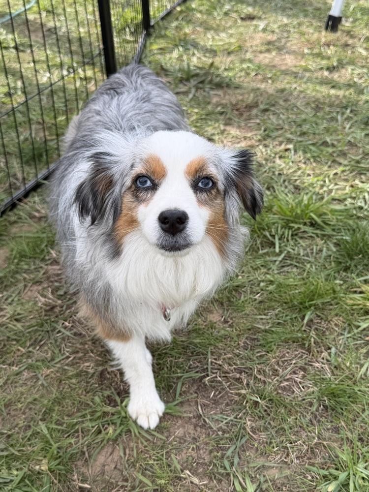 Enlarge 1228 Bunnee, a Adoptable Australian Shepherd in Ringwood, IL image 4/4