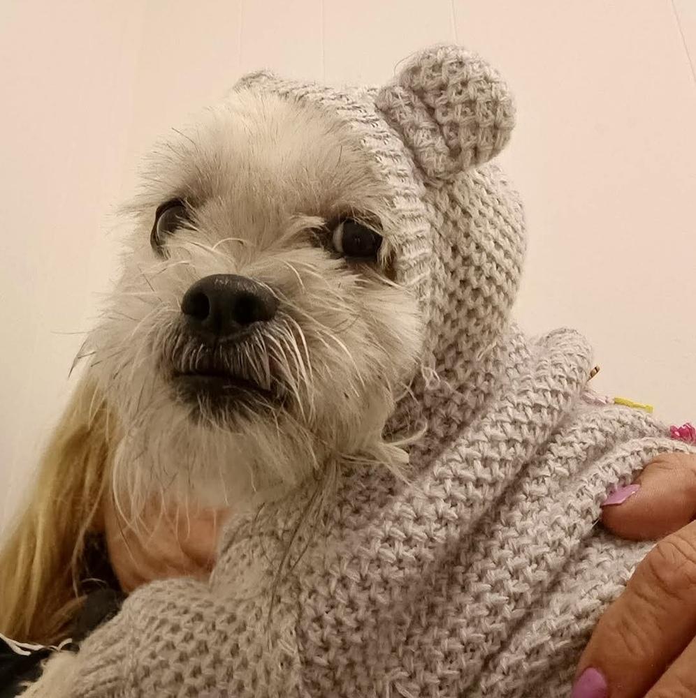 Rylo, Adoptable, Young Male Shih Tzu.