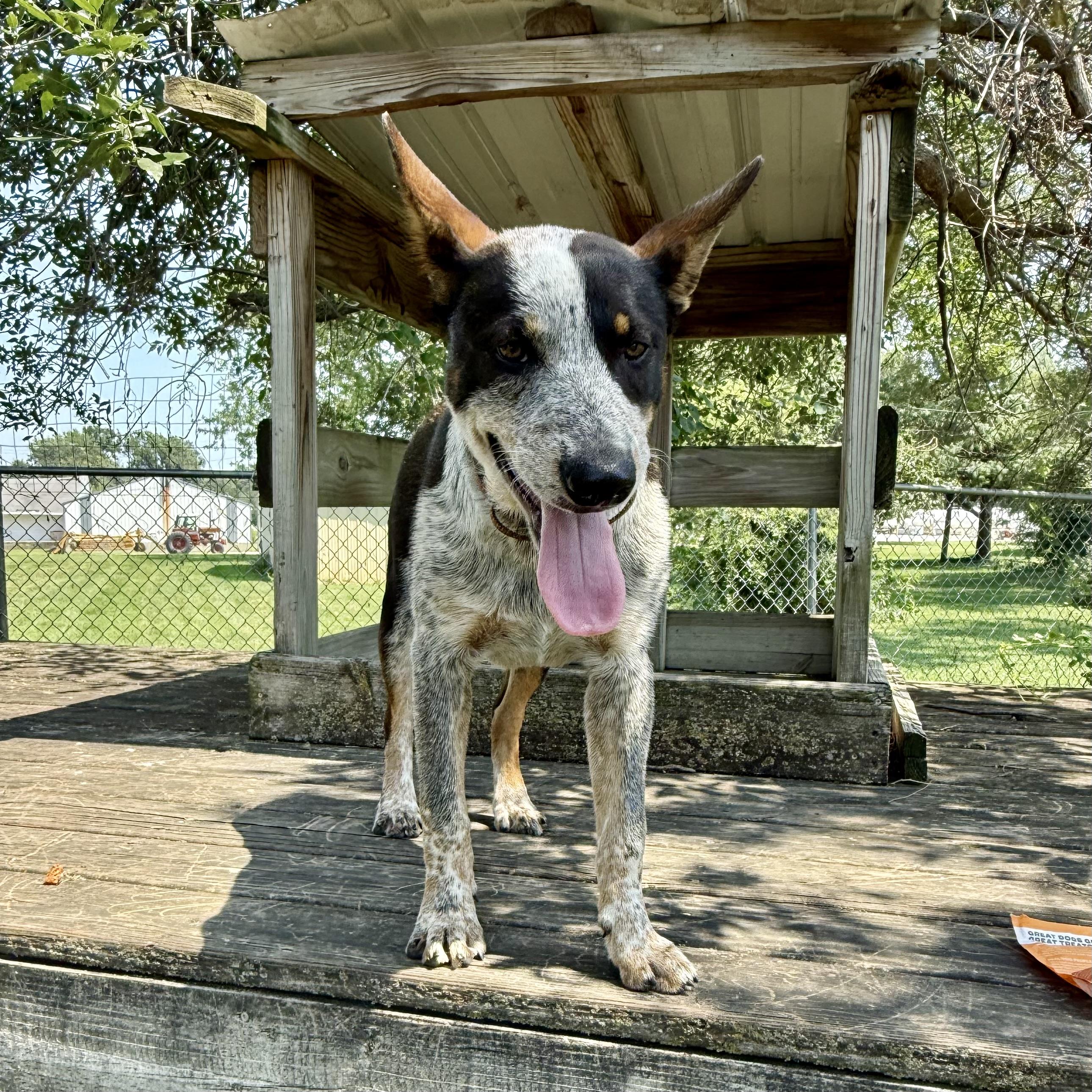 Ringo