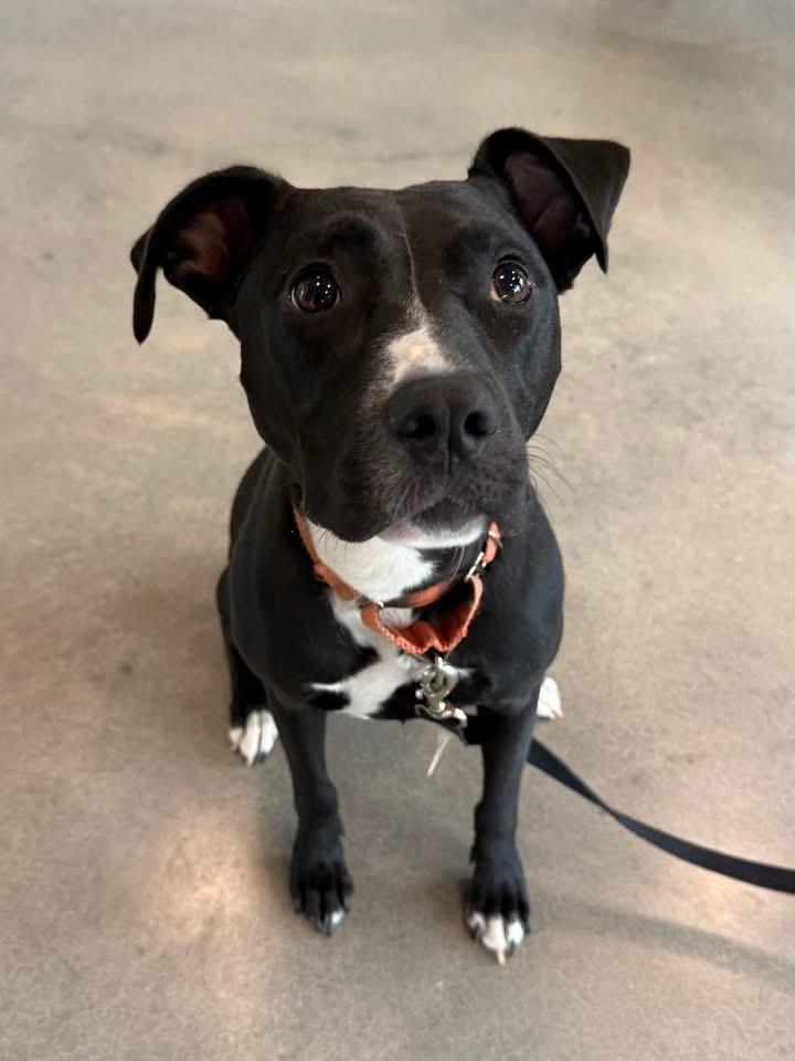 Enlarge Lori, a Adoptable mixed breed in Hartsville, SC image 1/5