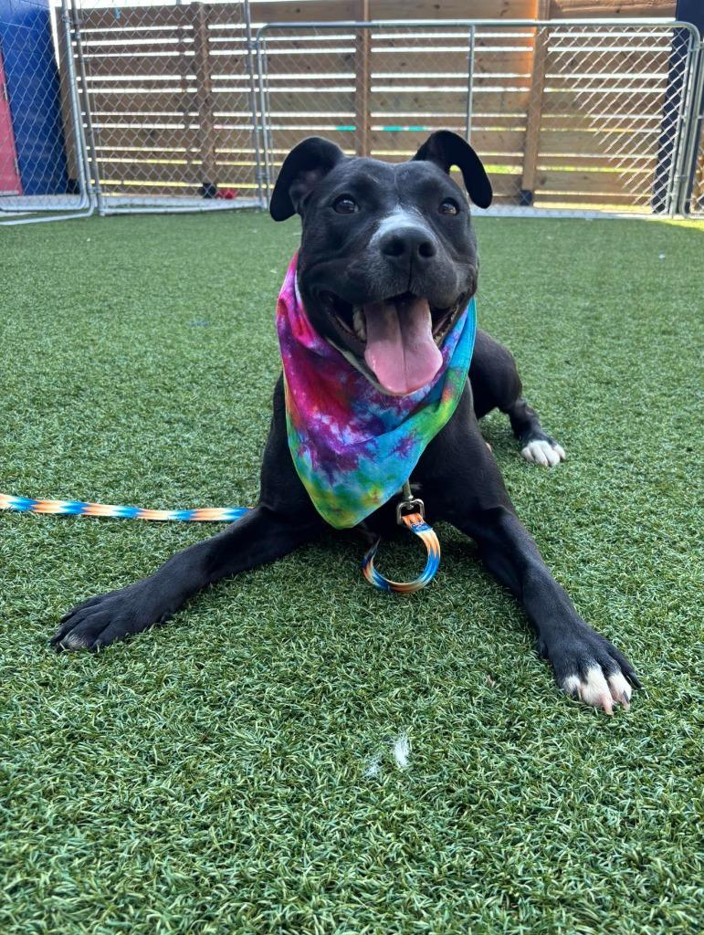 Lori, Adoptable, Young Female Pit Bull Terrier & Labrador Retriever.