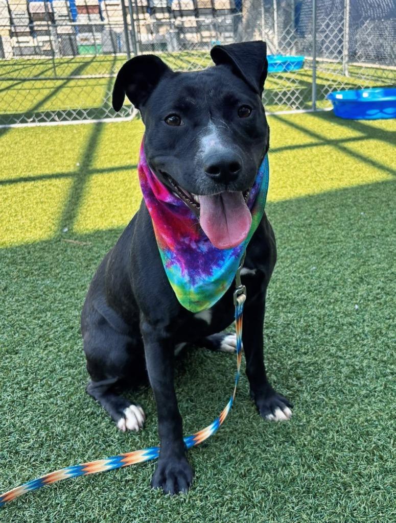 Lori, a Adoptable mixed breed in Hartsville, SC image 1/6