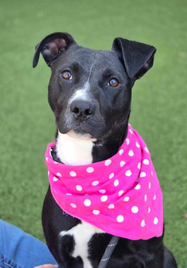 Lori, a Adoptable mixed breed in Hartsville, SC image 3/6