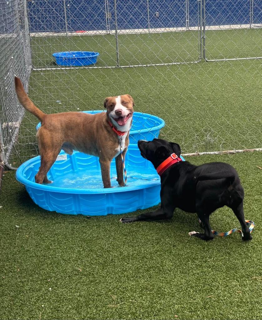 Lori, a Adoptable mixed breed in Hartsville, SC image 4/6