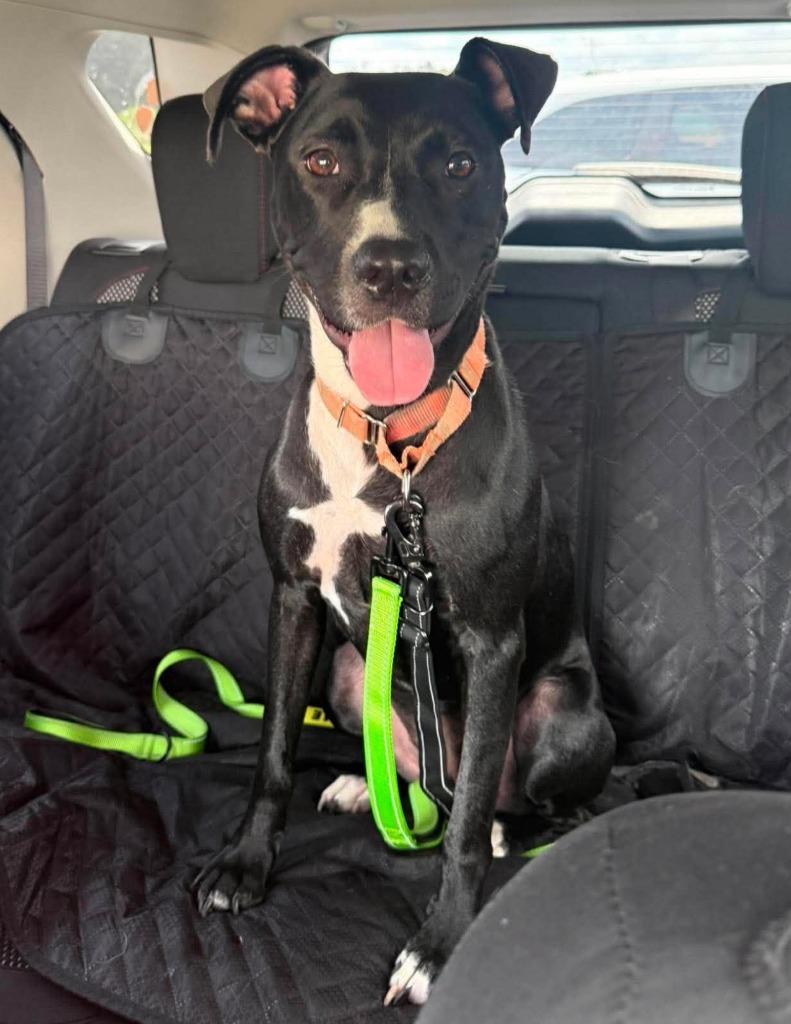 Enlarge Lori, a Adoptable mixed breed in Hartsville, SC image 1/4