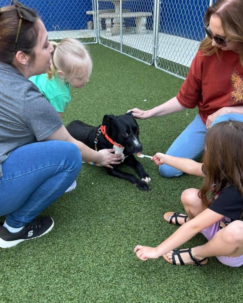 Lori, a Adoptable mixed breed in Hartsville, SC image 5/6