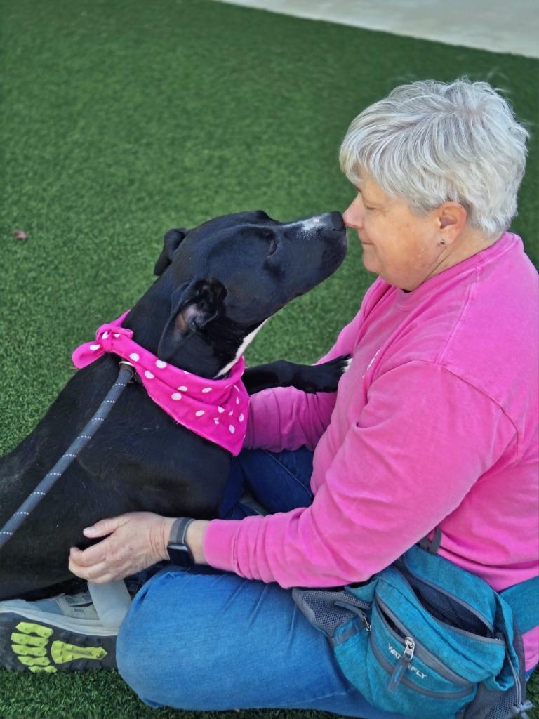Lori, a Adoptable mixed breed in Hartsville, SC image 6/6