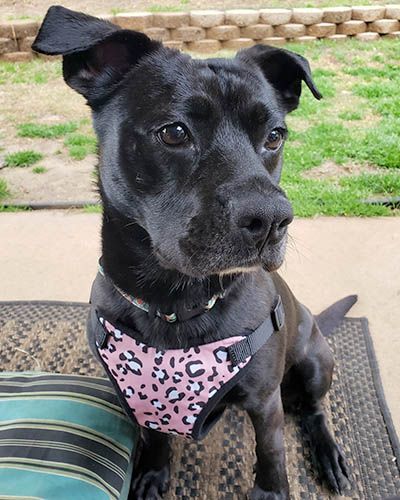 Percy, a Adoptable mixed breed in Lake Wylie, SC image 3/6