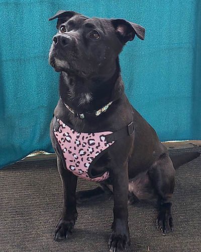 Percy, a Adoptable mixed breed in Lake Wylie, SC image 6/6