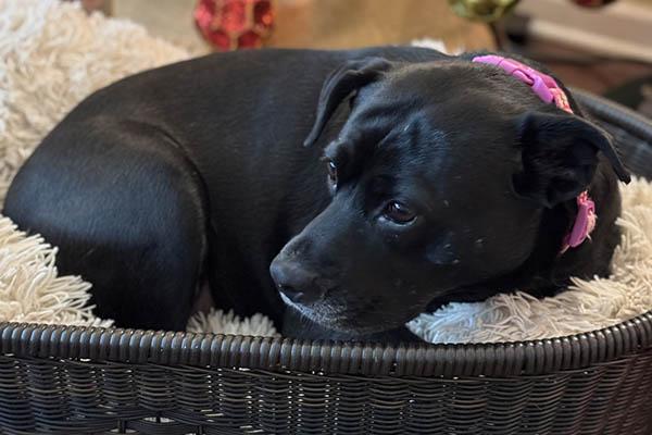 Percy, a Adoptable mixed breed in Lake Wylie, SC image 5/6