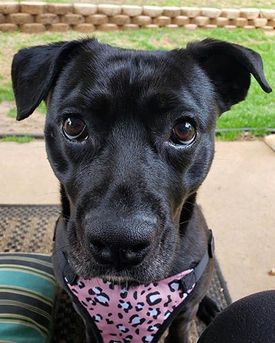 Percy, a Adoptable mixed breed in Lake Wylie, SC image 2/6