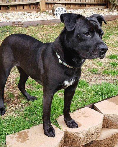 Percy, Adoptable, Adult Female Terrier & Labrador Retriever.