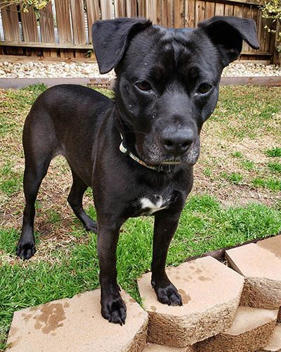 Percy, a Adoptable mixed breed in Lake Wylie, SC image 4/6