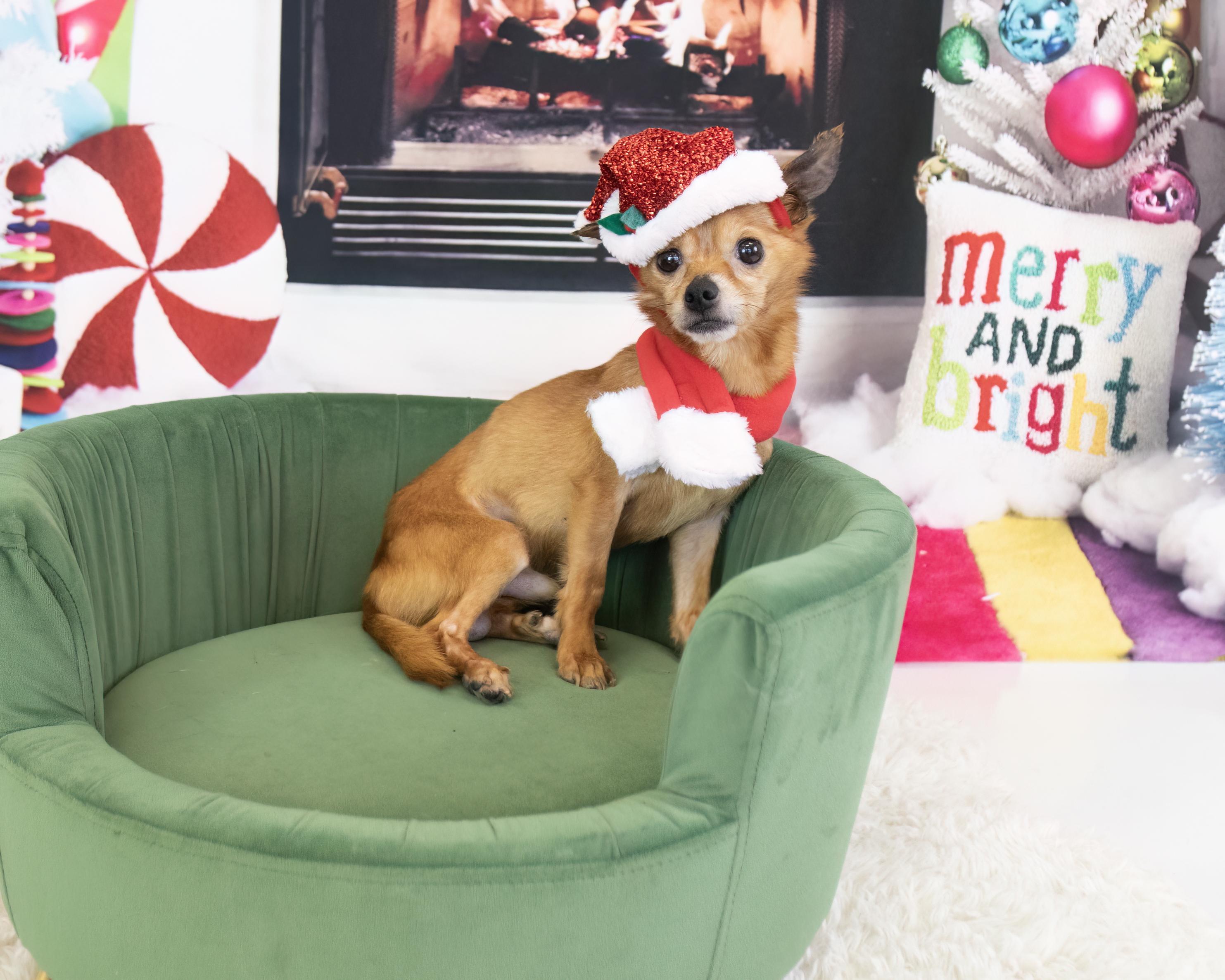 Enlarge Tito, a ADOPTABLE Chihuahua in Chandler, AZ image 4/5