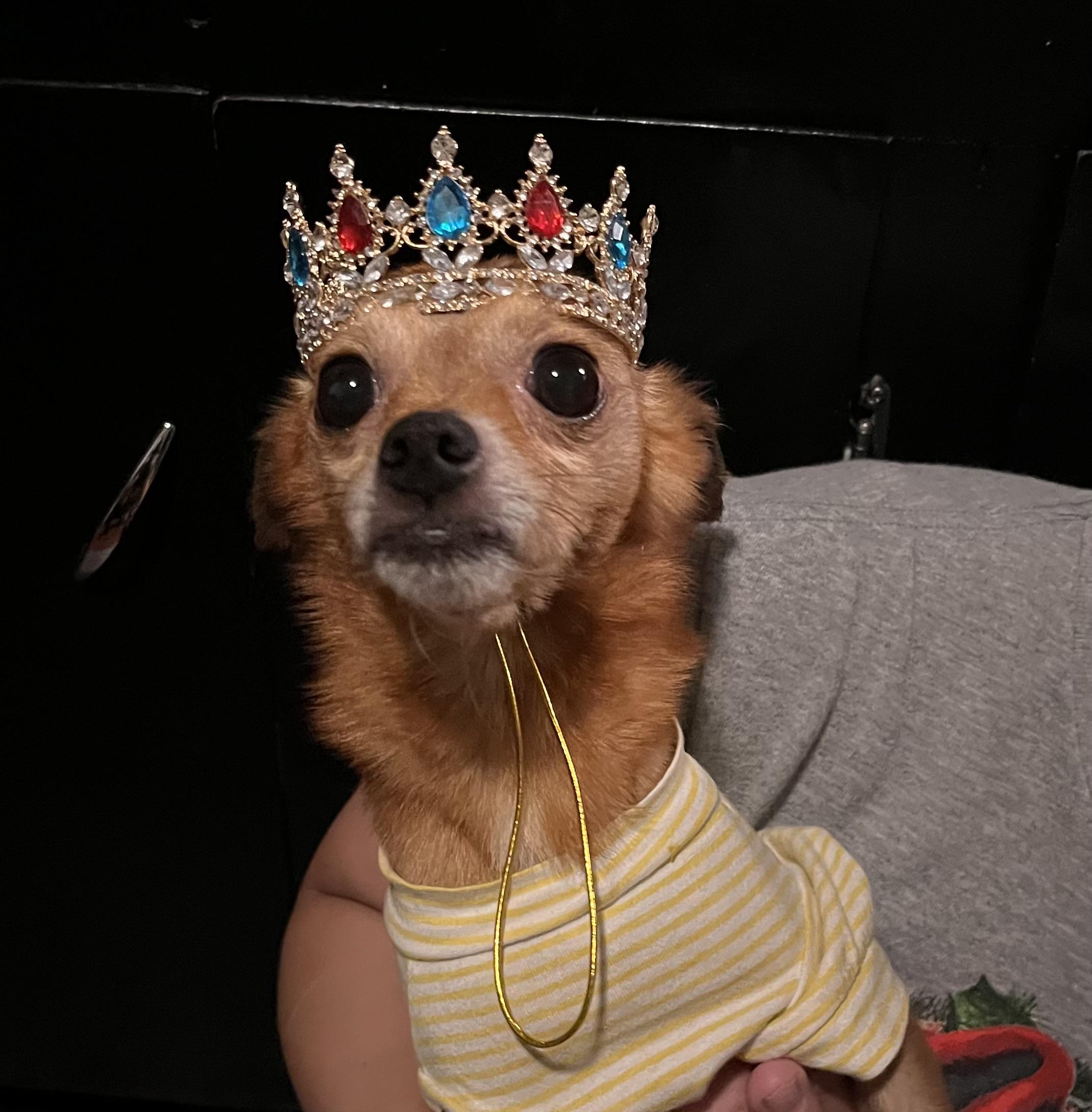 Enlarge Tito, a ADOPTABLE Chihuahua in Chandler, AZ image 3/5