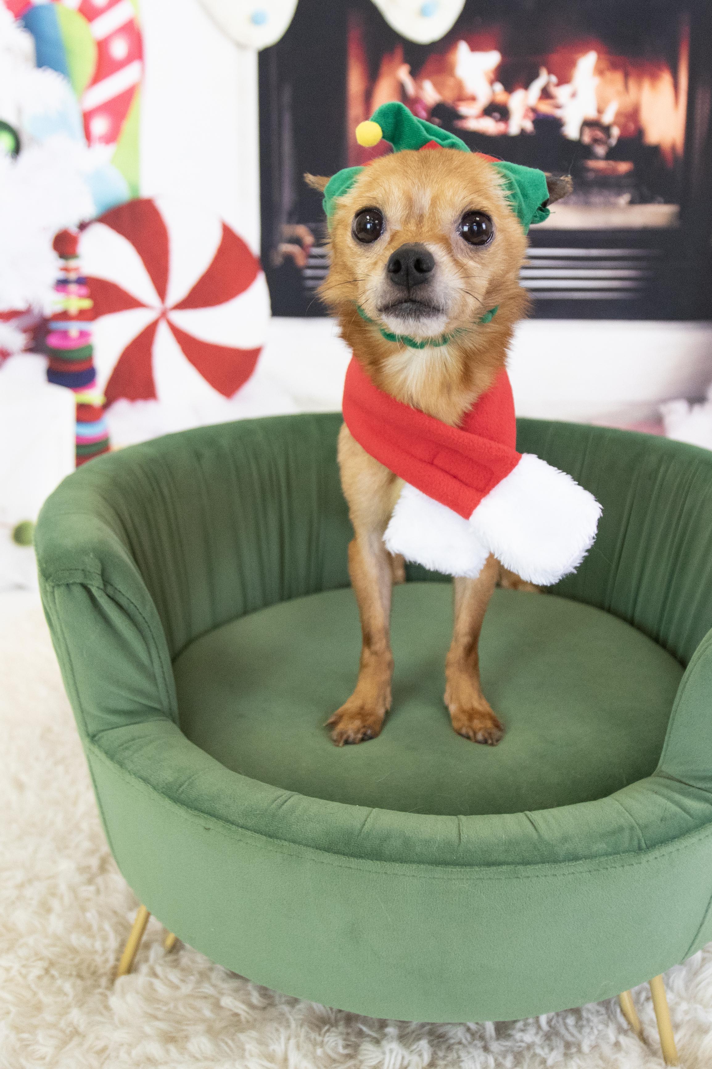 Enlarge Tito, a ADOPTABLE Chihuahua in Chandler, AZ image 5/5