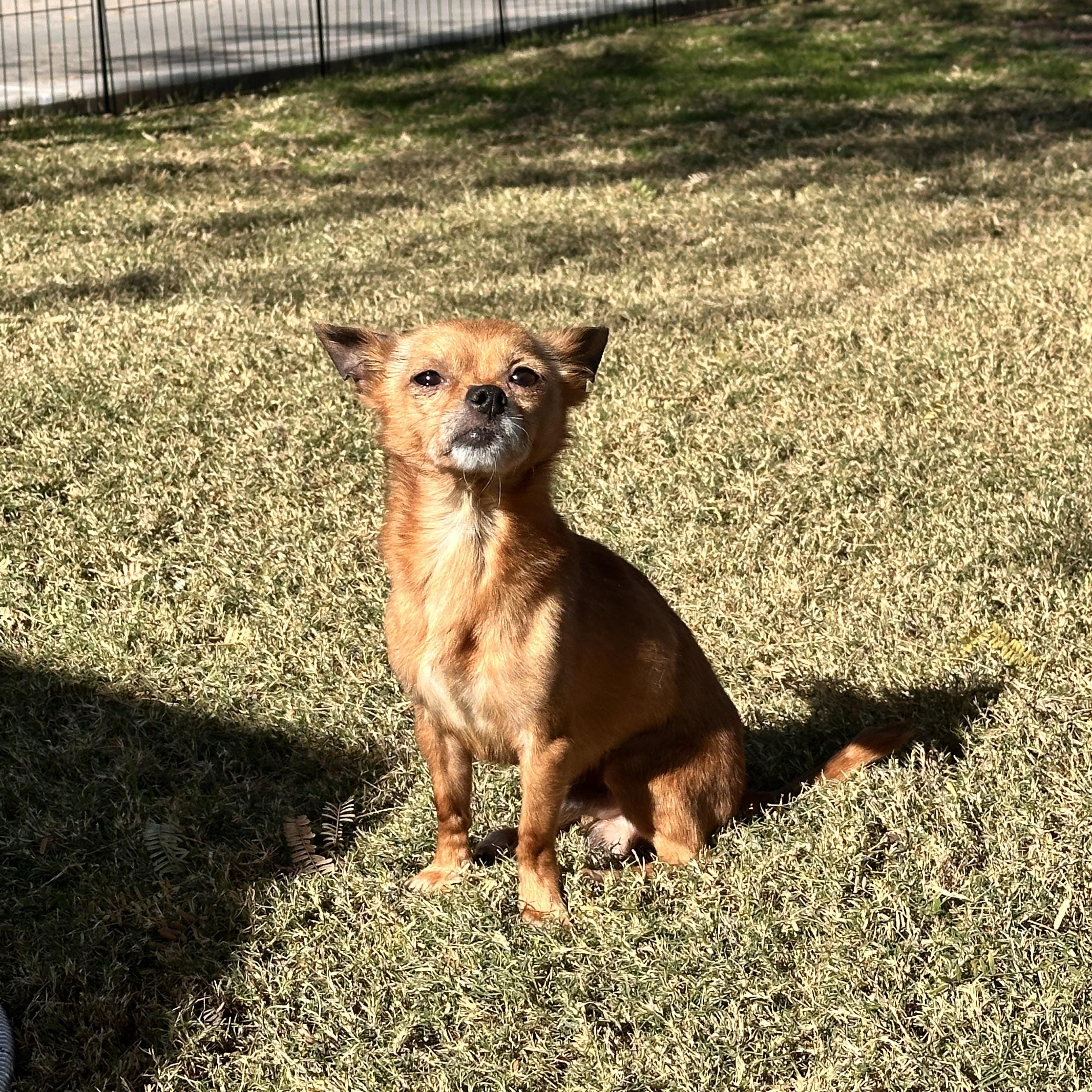 Enlarge Tito, a ADOPTABLE Chihuahua in Chandler, AZ image 2/5