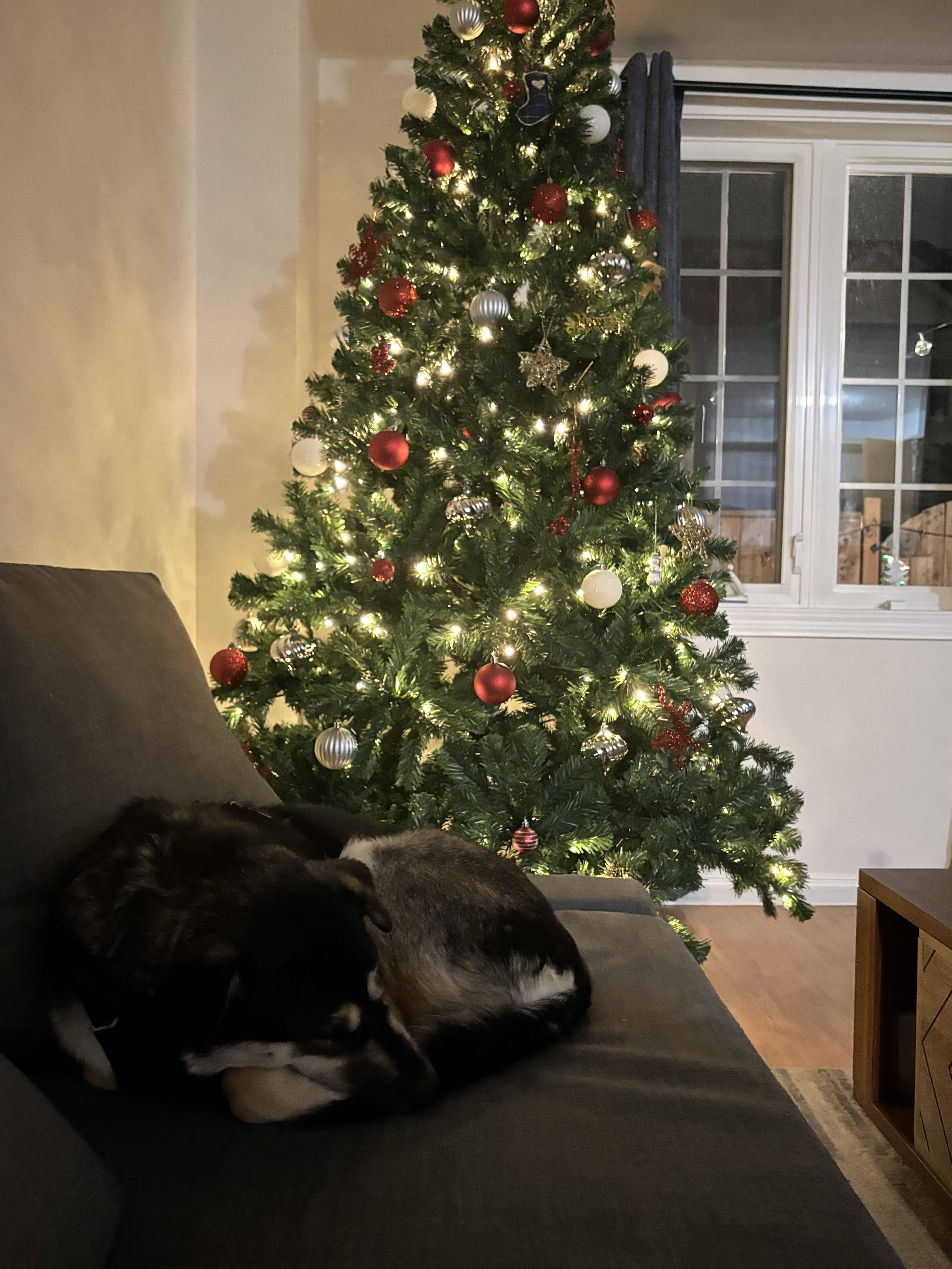 Enlarge Wendy, a ADOPTABLE mixed breed in Oakville, ON image 5/6