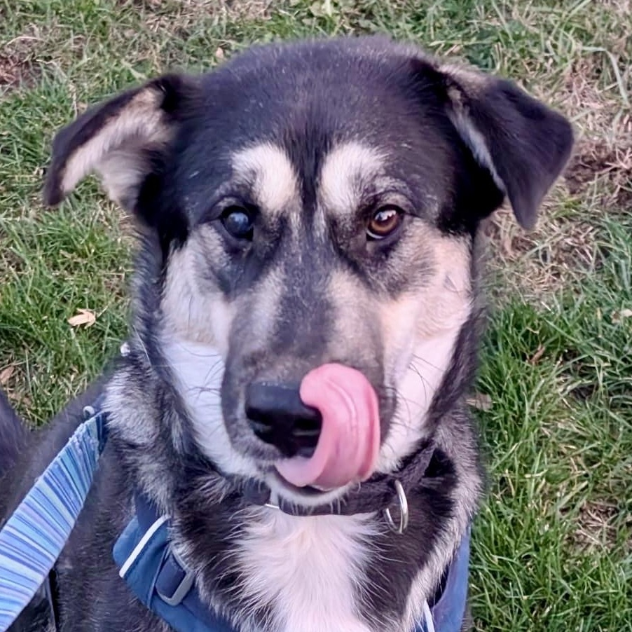 Wendy, ADOPTABLE, Adult Female Husky.