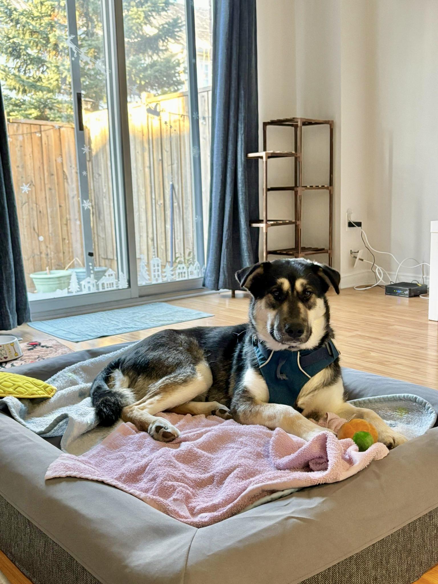 Enlarge Wendy, a ADOPTABLE mixed breed in Oakville, ON image 2/6